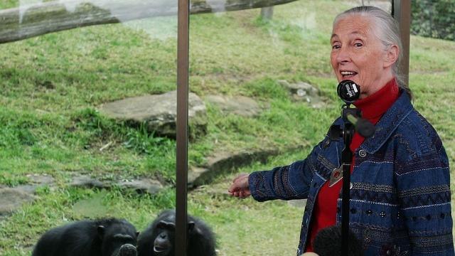 Приматологът Джейн Гудол със своя кукла Барби (ВИДЕО)