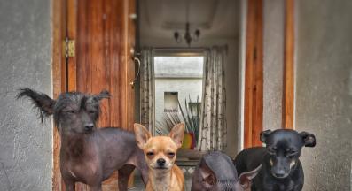 кучета без козина