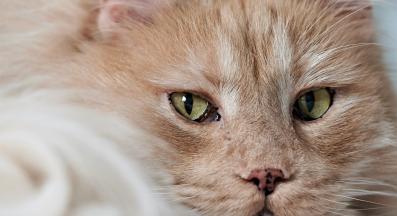 оранжева котка петна