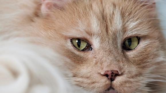Какво означават черните петна по носа и устата при оранжевите котки