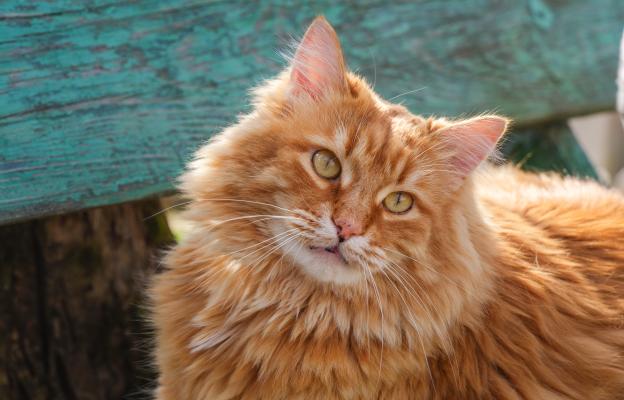 оранжева котка петна