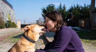 осиновено куче