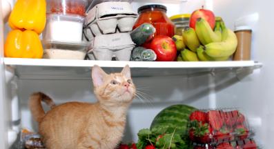 котка и човешки храни
