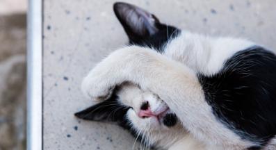 болест котка