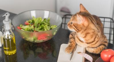 котка зехтин