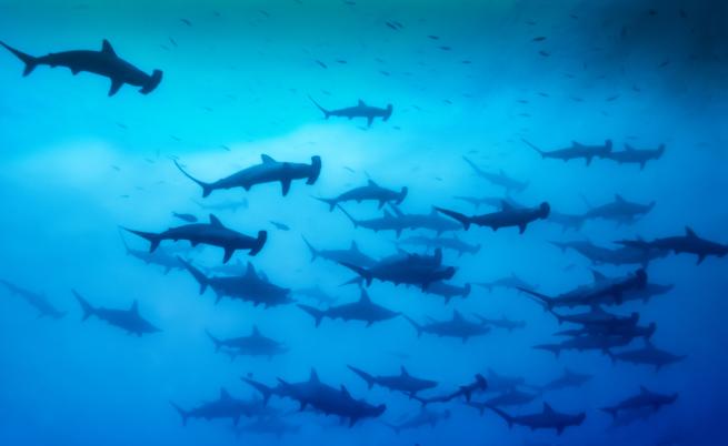 Любопитни факти за акулите чук, които вероятно не знаете