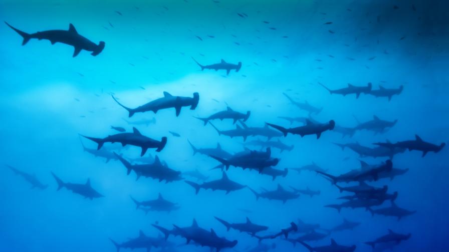 Любопитни факти за акулите чук, които вероятно не знаете