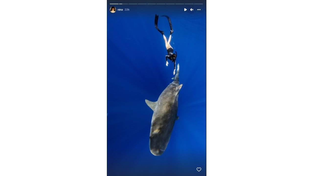 Нина Добрев акули