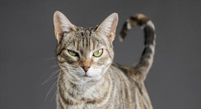 Котка опашка