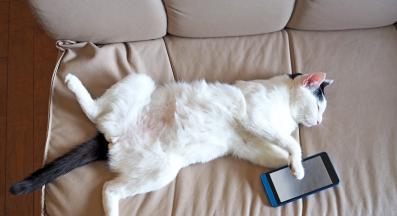 Котка по гръб