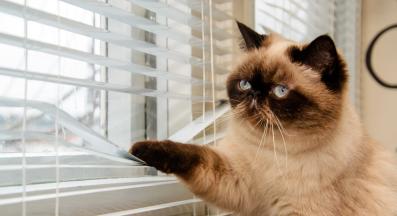 Котка у дома