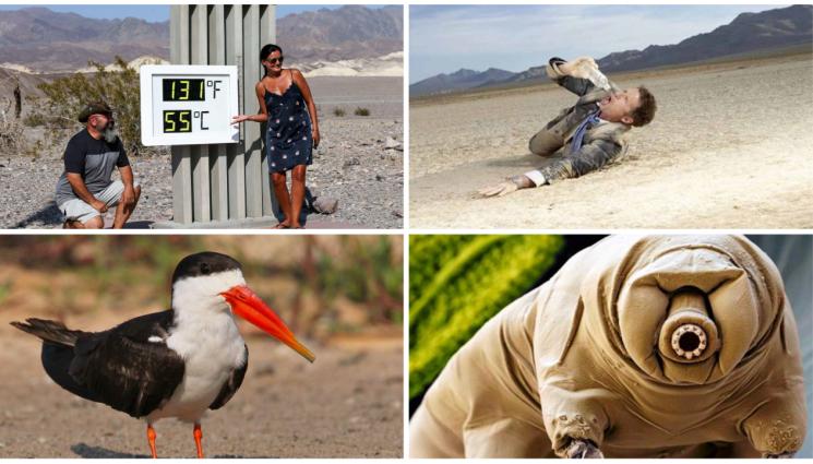 м - УИКЕНД: Янки вдигна 46,5°C след топлинен удар