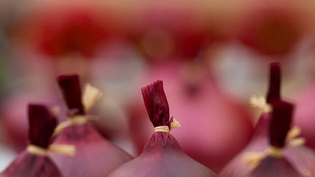 В Гърция откриха нов вид лук