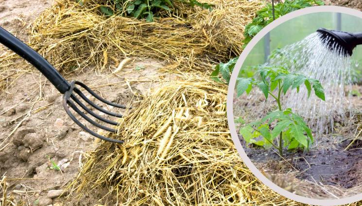 агро - Агро Телеграф: Мулчът помага срещу слънчев пригор