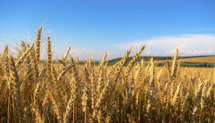 пшеница - Агро Телеграф: Пшеницата е по-малко, но в излишък