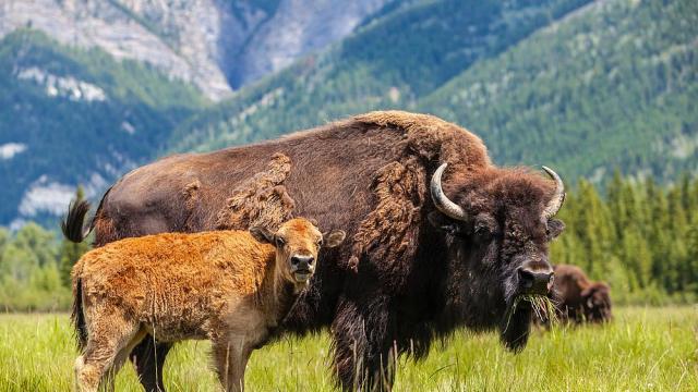 Бизони ще помагат за решаване на природните и климатичните кризи в британска гора