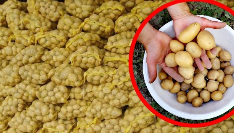картофи - АгроТелеграф: Стърготини пазят картофите от загниване