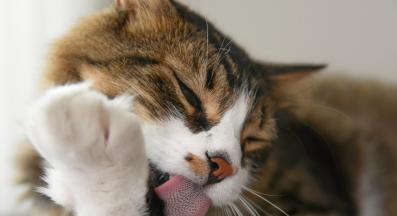 Котка се ближе