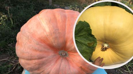 голема тиква