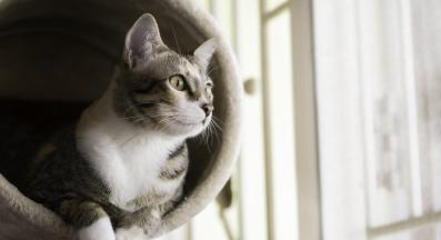 Котешка мебел