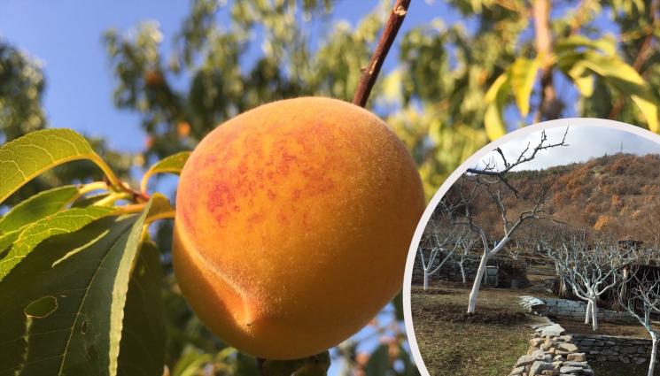 прасковки - АгроТелеграф предупреждава: Кафявите петна по прасковите може да са краста