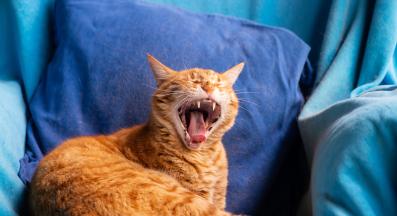 Оранжева котка