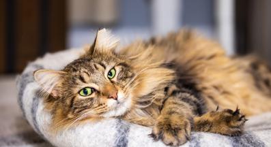 Котешко легло