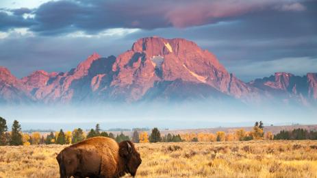 бизон бизони