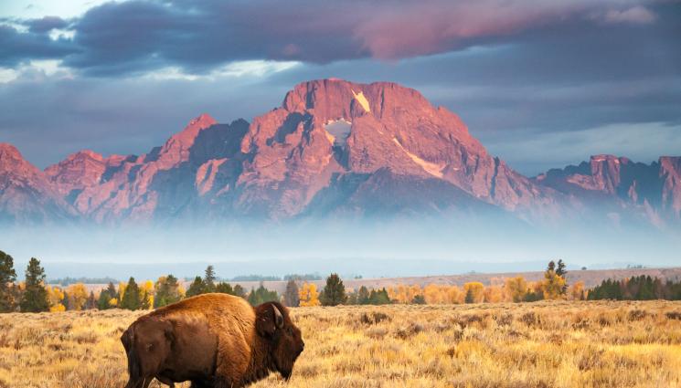 бизон бизони - ПРОЕКТ ЗА МИЛИОНИ: Бизони решават природни и климатични кризи