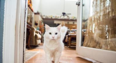 Котка у дома