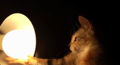 Котка през нощта