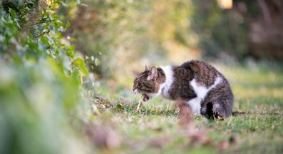 Котка повръщане
