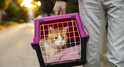 Котка ветеринар