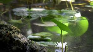 Бяла водна лилия се появи в Природен парк Златни пясъци в