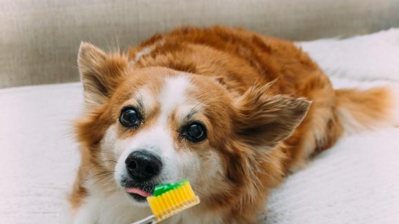 Можем ли да измием зъбите на кучето си с нашата паста