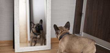 Защо кучето ми лае в огледалото?
