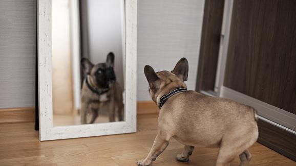 Защо кучето ми лае в огледалото?