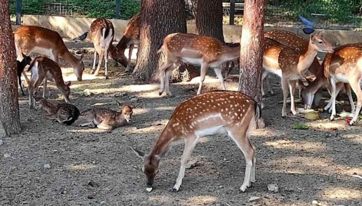 елени - ЗА ЖИВОТНИТЕ С ЛЮБОВ: Семейството на зоопарка в Стара Загора се увеличи