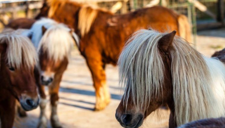 пони - Агро Телеграф: Пони и кози успокояват деца със специални потребности