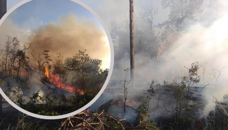 пожар пловдив - ОГНЕНИ ЕЗИЦИ: Часове наред  продължи битката с голям пожар