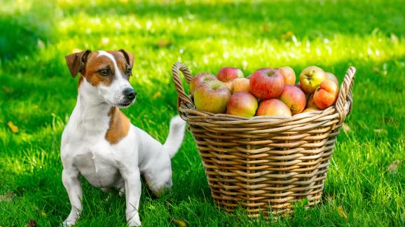 12 сезонни плодове и зеленчуци, които да споделите с кучето си това лято