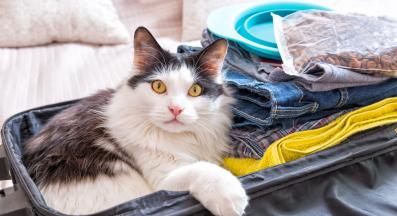 Котка куфар