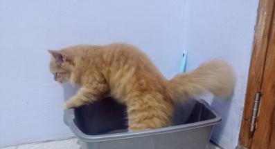 Котешка тоалетна