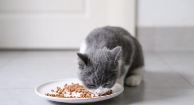 Котка храна