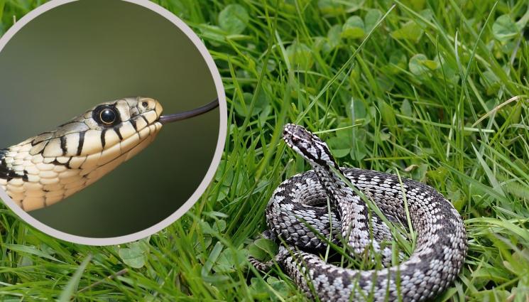 змия - ОПАСНА РАБОТА: Варна прави кастинг за змиеловец (ВИЖТЕ НАДНИЦАТА)