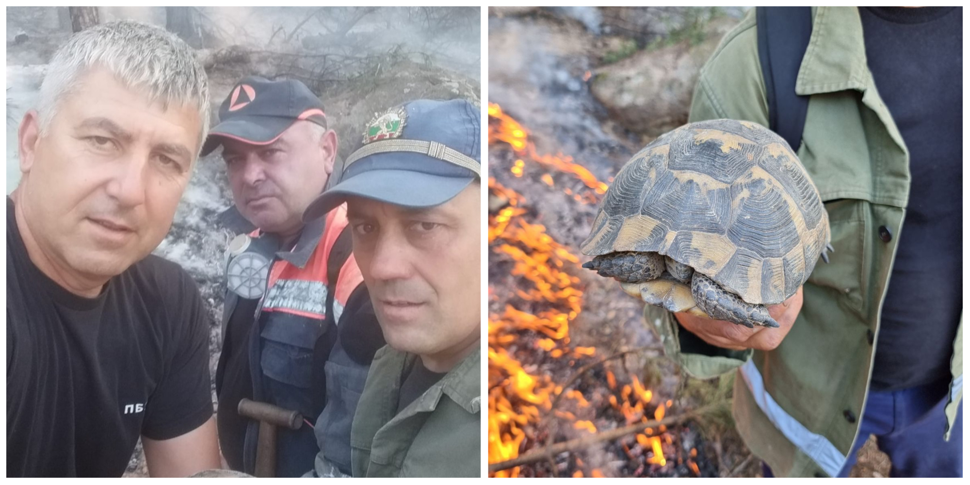 спасена костенурка