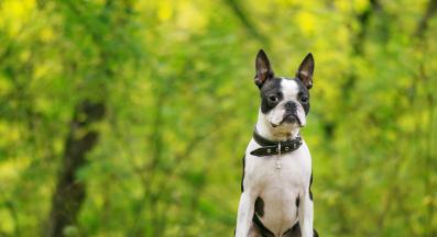 бостън териер