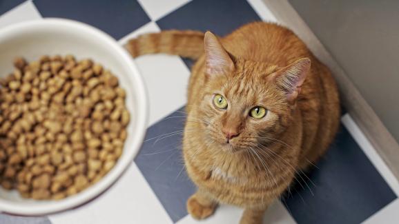 Нуждаят ли се котките от мазнини в диетата си