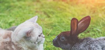 Котките нападат ли зайци? Могат ли да съжителстват с тях?