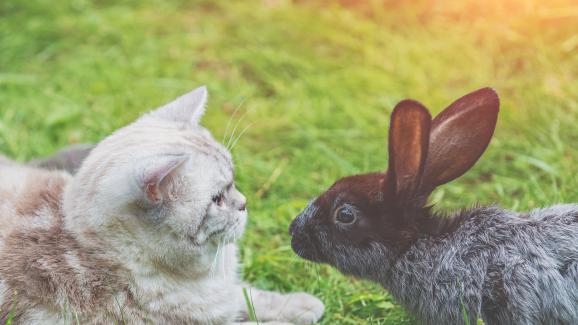 Котките нападат ли зайци? Могат ли да съжителстват с тях?